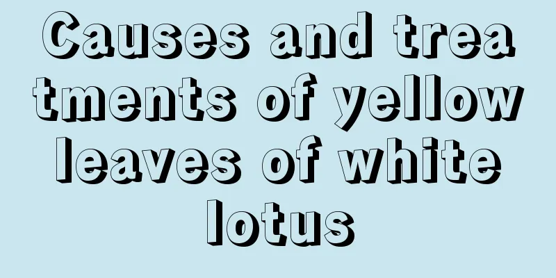 Causes and treatments of yellow leaves of white lotus