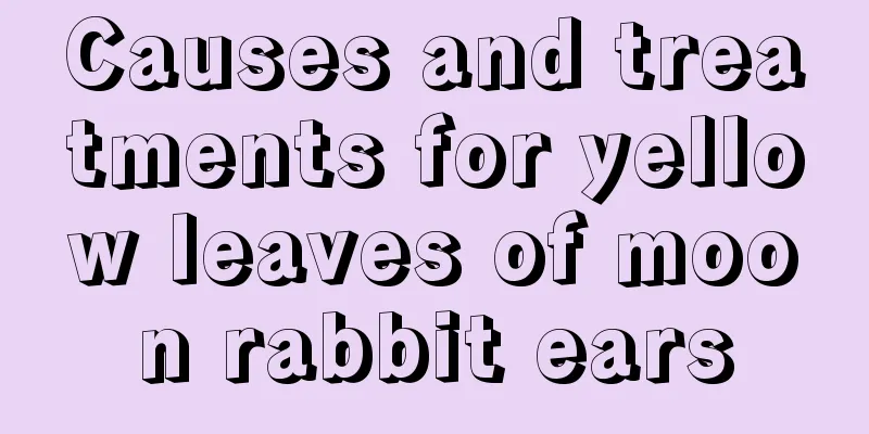 Causes and treatments for yellow leaves of moon rabbit ears