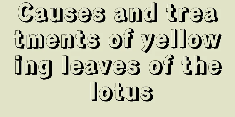 Causes and treatments of yellowing leaves of the lotus