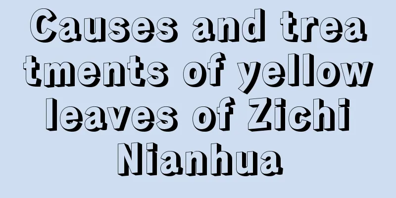 Causes and treatments of yellow leaves of Zichi Nianhua