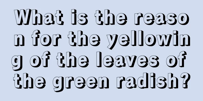 What is the reason for the yellowing of the leaves of the green radish?