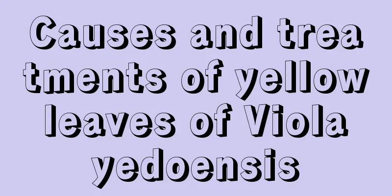 Causes and treatments of yellow leaves of Viola yedoensis