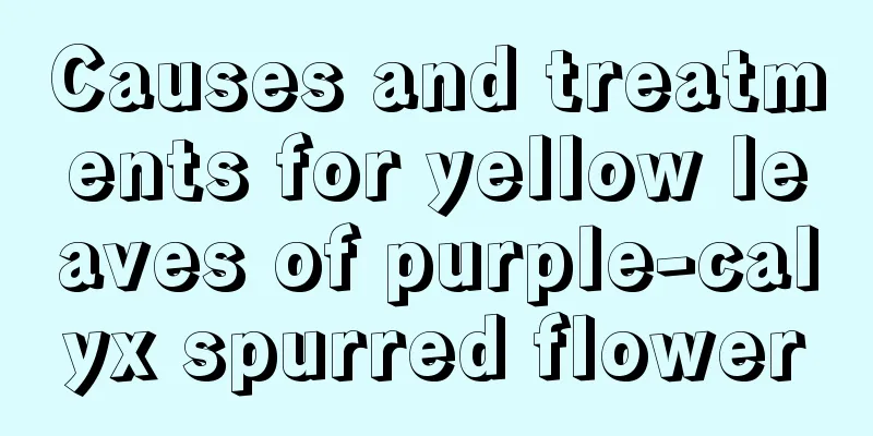 Causes and treatments for yellow leaves of purple-calyx spurred flower