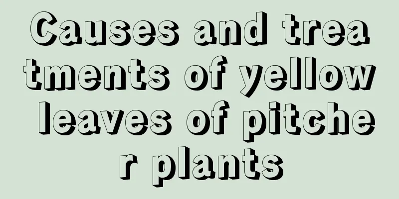 Causes and treatments of yellow leaves of pitcher plants