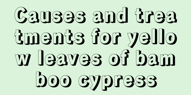 Causes and treatments for yellow leaves of bamboo cypress