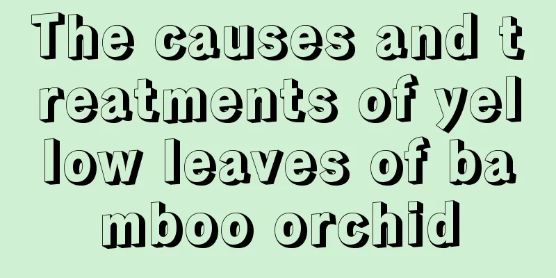 The causes and treatments of yellow leaves of bamboo orchid