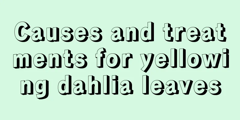 Causes and treatments for yellowing dahlia leaves