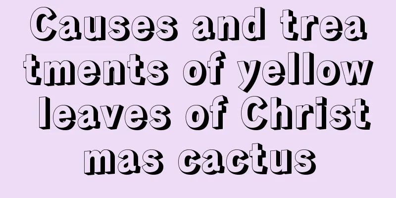 Causes and treatments of yellow leaves of Christmas cactus