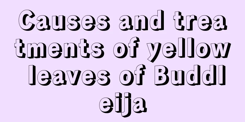 Causes and treatments of yellow leaves of Buddleija