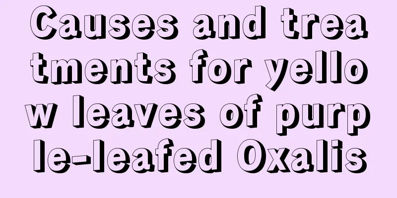 Causes and treatments for yellow leaves of purple-leafed Oxalis