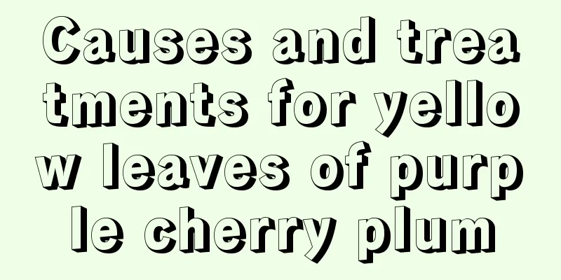 Causes and treatments for yellow leaves of purple cherry plum