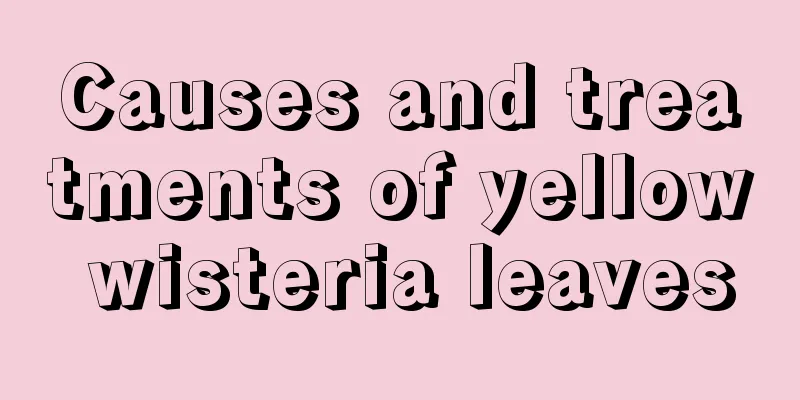 Causes and treatments of yellow wisteria leaves