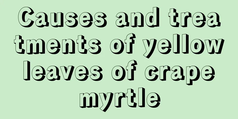 Causes and treatments of yellow leaves of crape myrtle