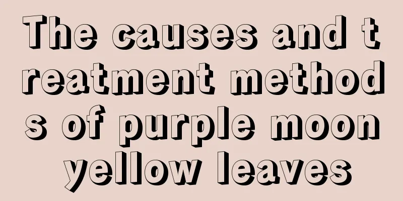 The causes and treatment methods of purple moon yellow leaves