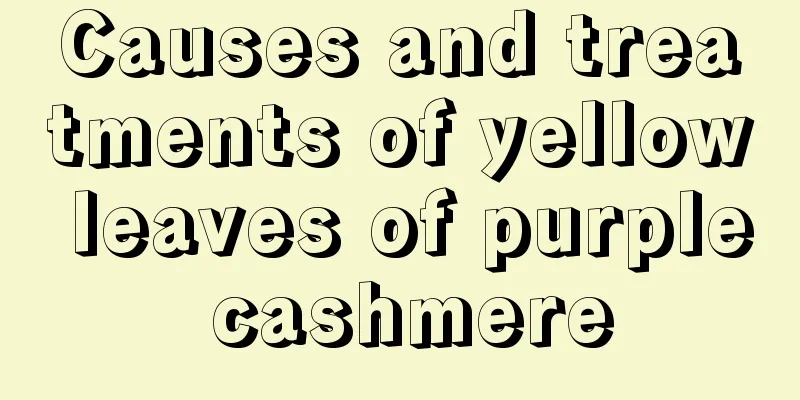 Causes and treatments of yellow leaves of purple cashmere