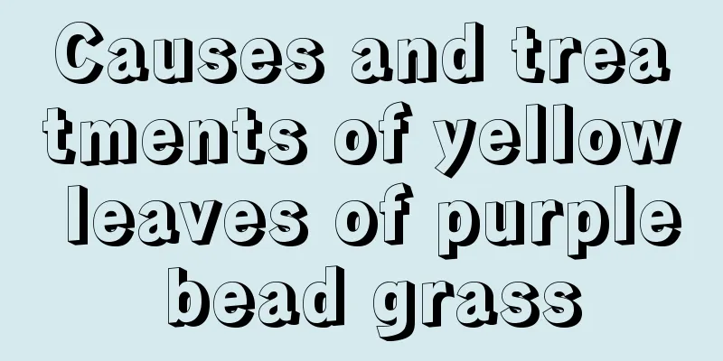 Causes and treatments of yellow leaves of purple bead grass