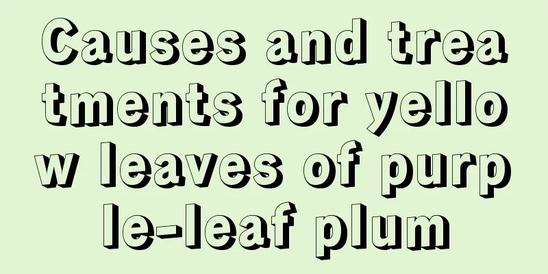 Causes and treatments for yellow leaves of purple-leaf plum