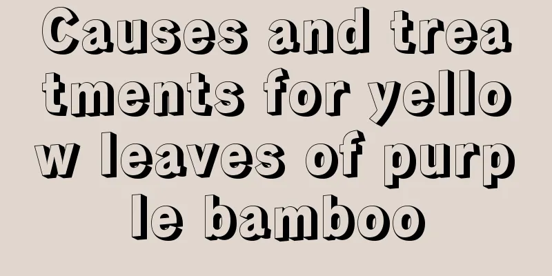 Causes and treatments for yellow leaves of purple bamboo