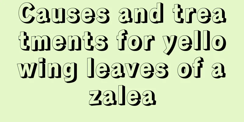 Causes and treatments for yellowing leaves of azalea