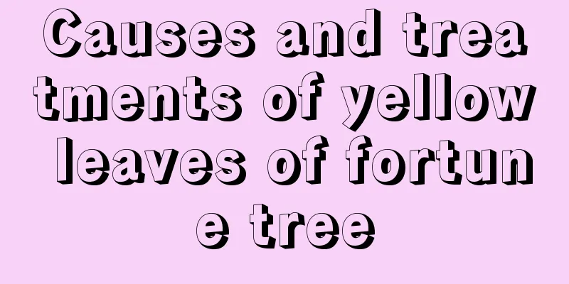 Causes and treatments of yellow leaves of fortune tree