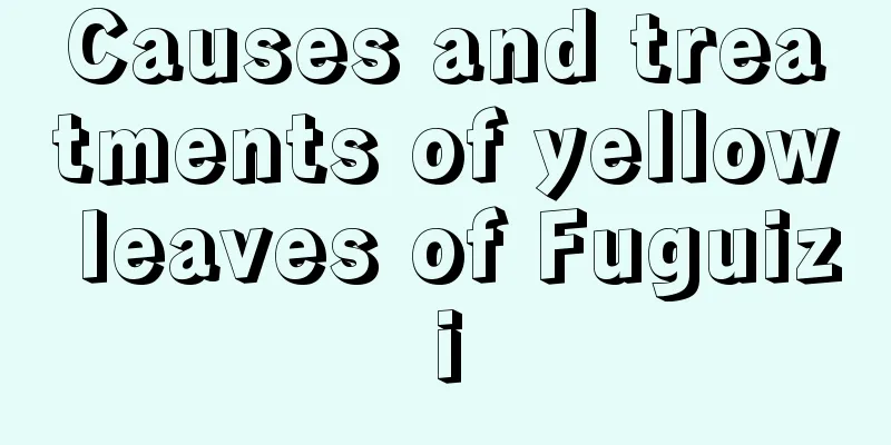 Causes and treatments of yellow leaves of Fuguizi