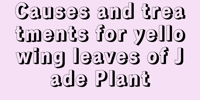 Causes and treatments for yellowing leaves of Jade Plant