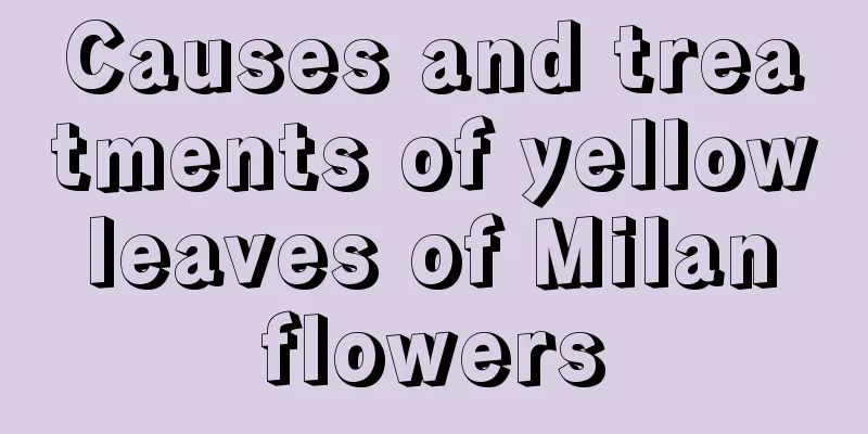 Causes and treatments of yellow leaves of Milan flowers