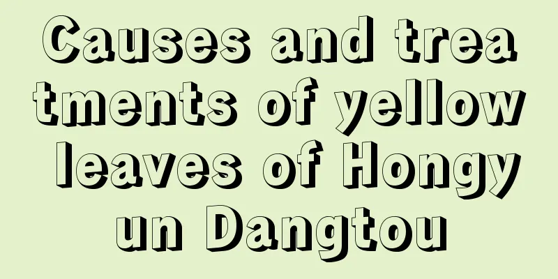 Causes and treatments of yellow leaves of Hongyun Dangtou