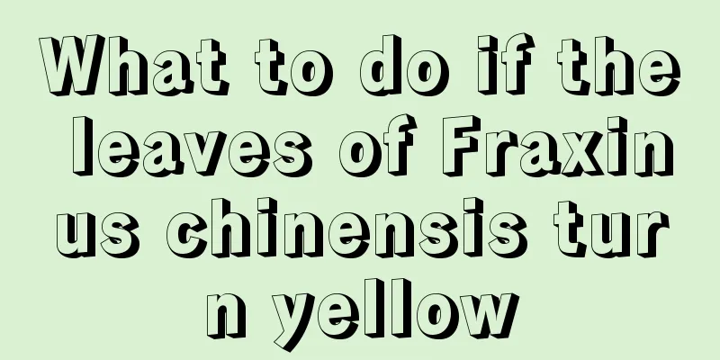 What to do if the leaves of Fraxinus chinensis turn yellow