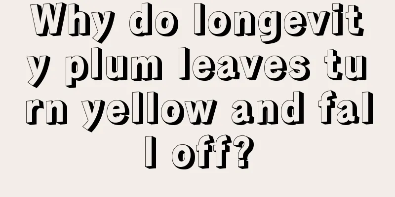 Why do longevity plum leaves turn yellow and fall off?