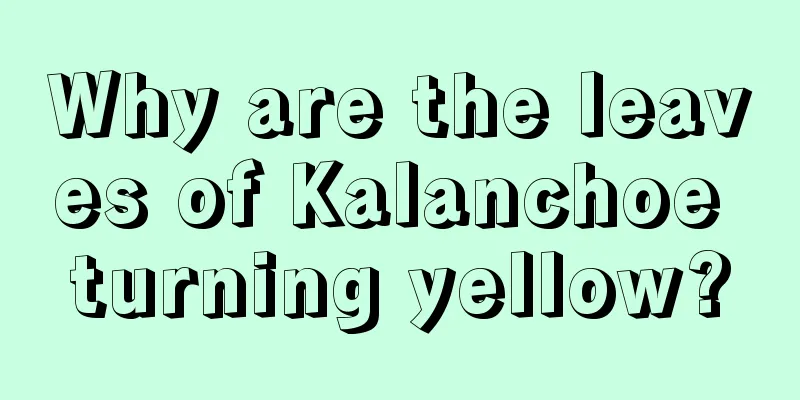 Why are the leaves of Kalanchoe turning yellow?