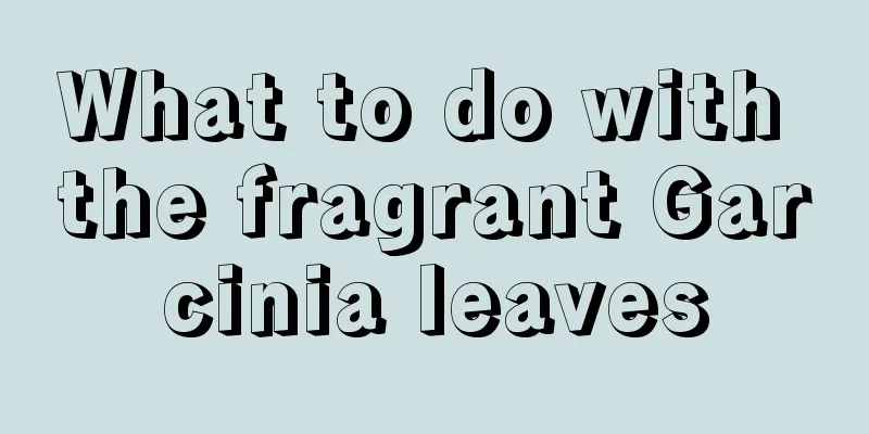 What to do with the fragrant Garcinia leaves