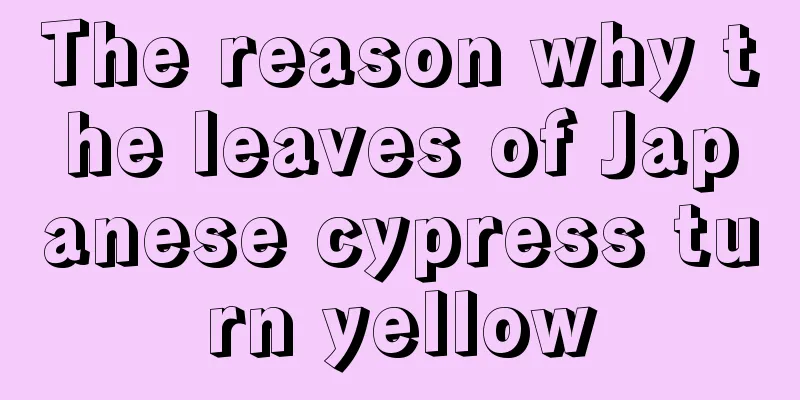 The reason why the leaves of Japanese cypress turn yellow