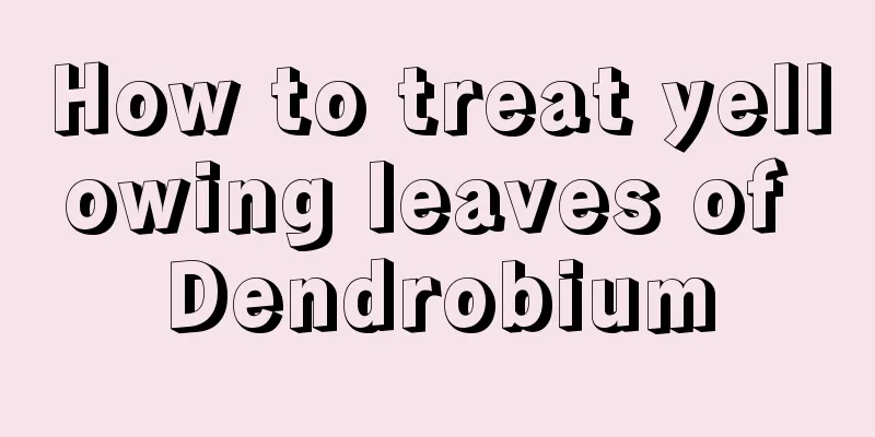 How to treat yellowing leaves of Dendrobium