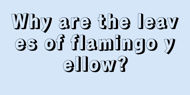 Why are the leaves of flamingo yellow?