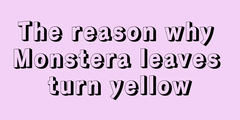 The reason why Monstera leaves turn yellow