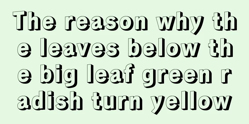 The reason why the leaves below the big leaf green radish turn yellow