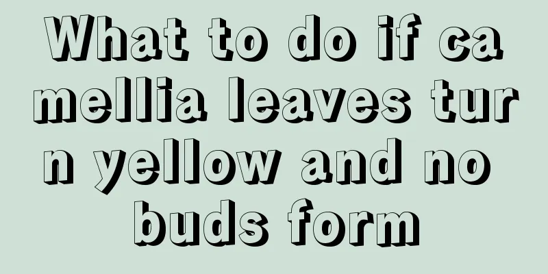 What to do if camellia leaves turn yellow and no buds form