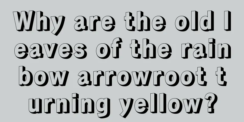 Why are the old leaves of the rainbow arrowroot turning yellow?