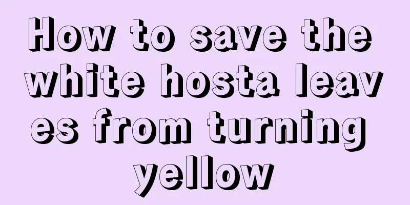 How to save the white hosta leaves from turning yellow