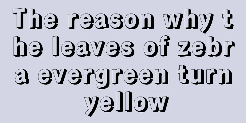 The reason why the leaves of zebra evergreen turn yellow