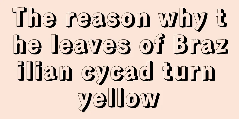 The reason why the leaves of Brazilian cycad turn yellow