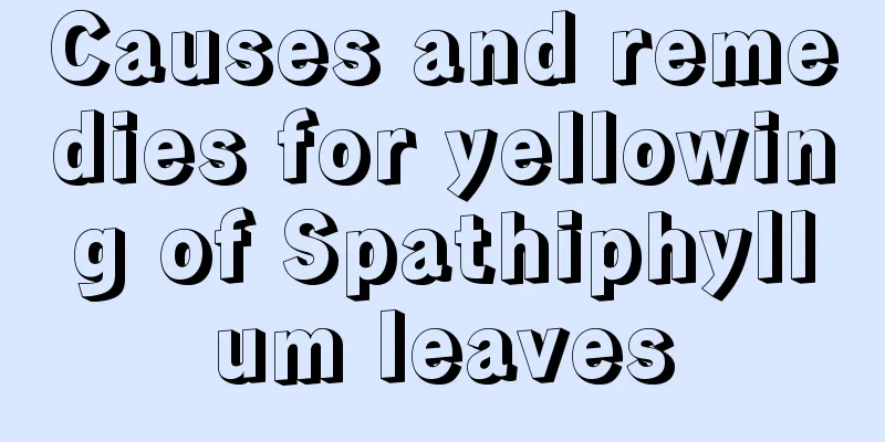 Causes and remedies for yellowing of Spathiphyllum leaves