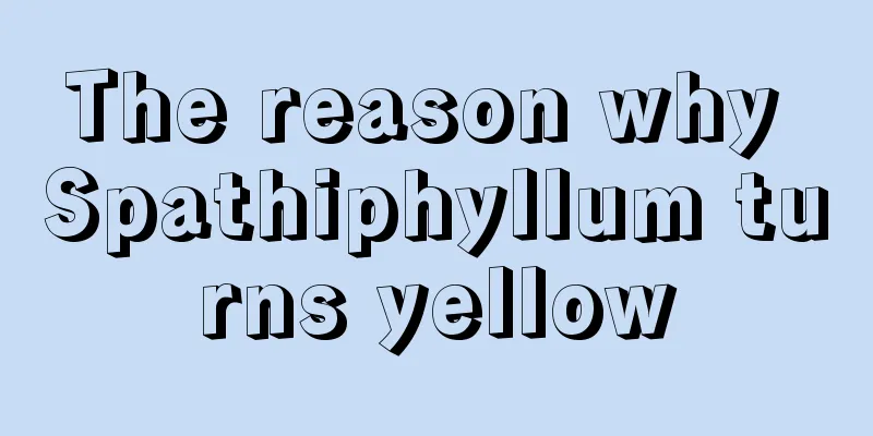 The reason why Spathiphyllum turns yellow