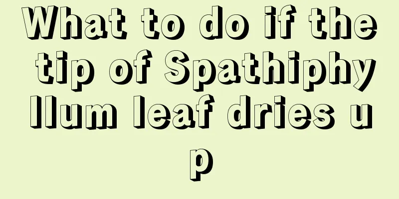 What to do if the tip of Spathiphyllum leaf dries up