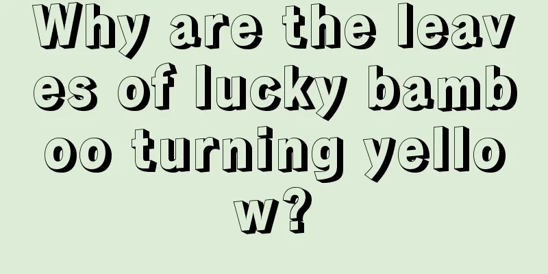 Why are the leaves of lucky bamboo turning yellow?