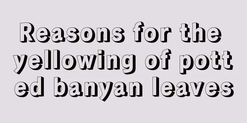 Reasons for the yellowing of potted banyan leaves