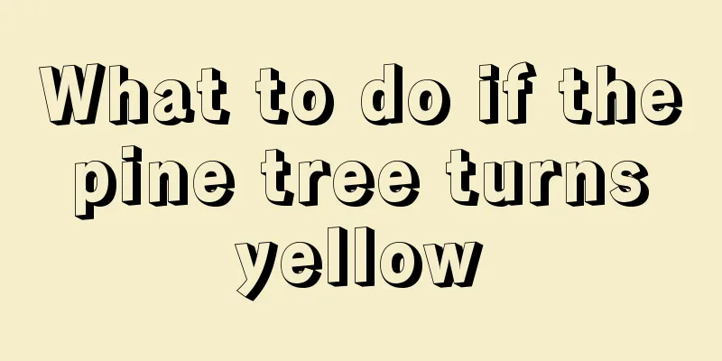 What to do if the pine tree turns yellow