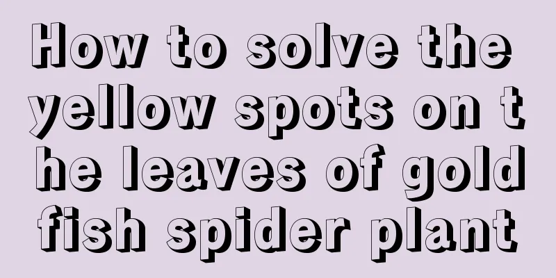 How to solve the yellow spots on the leaves of goldfish spider plant