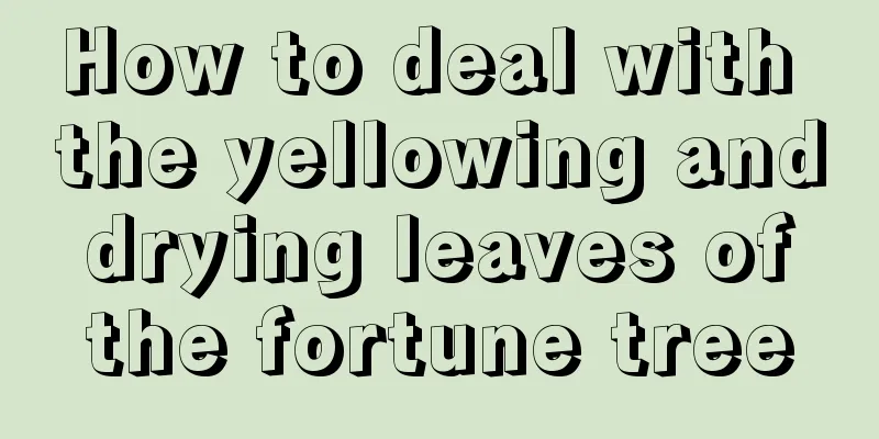 How to deal with the yellowing and drying leaves of the fortune tree